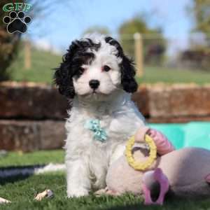 Max, Cavapoo Puppy